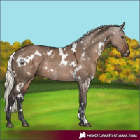 Horse Color:White Spotted Liver Red Dun Mushroom Rabicano 
