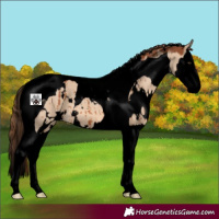 Horse Color:Void White Spotted Red Dun Splash Tobiano Brindle 
