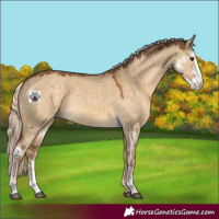 Horse Color:Chocolate Palomino Dun Sabino Rabicano 