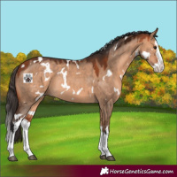 Horse Color:White Spotted Bay Dun Splash Rabicano 