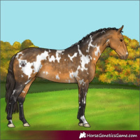 Horse Color:White Spotted Buckskin 