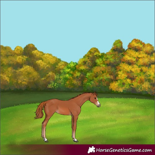 Horse Color:Chestnut 