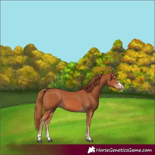 Horse Color:Chestnut 