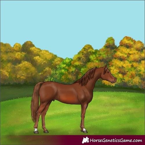 Horse Color:Chestnut 