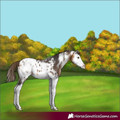 Horse Color:Buckskin Sabino Splash Appaloosa 