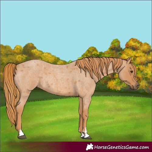 Horse Color:Red Roan Rabicano 