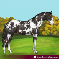Horse Color:White Spotted Liver Chestnut Sabino 