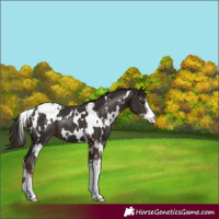 Horse Color:White Spotted Liver Chestnut Sabino 