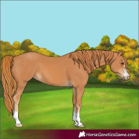 Horse Color:Chestnut 