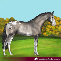 Horse Color:Blue Onyx Sabino Blanket Rabicano 