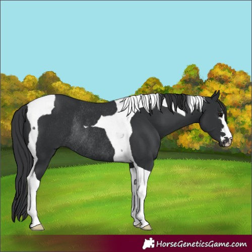 Horse Color:Black Tobiano Rabicano