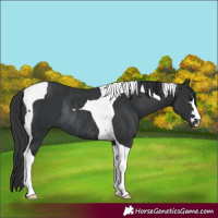 Horse Color:Black Tobiano Rabicano 