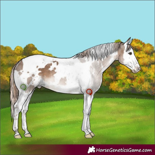 Horse Color:White Spotted Liver Red Dun Splash Tobiano Rabicano 