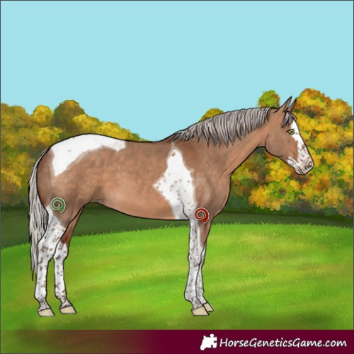 Horse Color:Silver Bay Dun Splash Tobiano 
