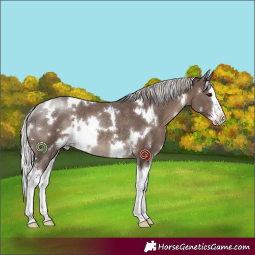 Horse Color:White Spotted Silver Black Splash Rabicano