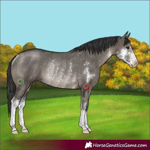 Horse Color:Grullo Sabino Rabicano