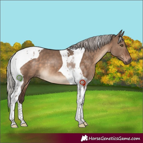 Horse Color:Silver Brown Dun Tobiano 