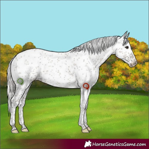Horse Color:White Spotted Silver Grullo Sabino Rabicano 