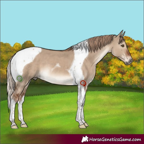Horse Color:Liver Red Dun Tobiano