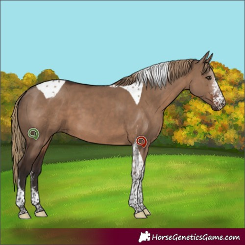 Horse Color:Liver Red Dun Sabino Tobiano