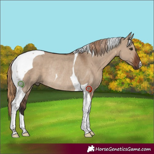 Horse Color:Liver Red Dun Tobiano Rabicano 