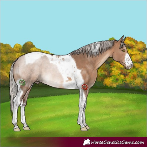 Horse Color:White Spotted Silver Brown Dun Tobiano 