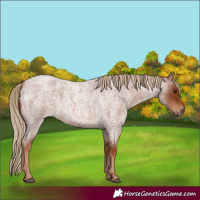 Horse Color:Red Roan 