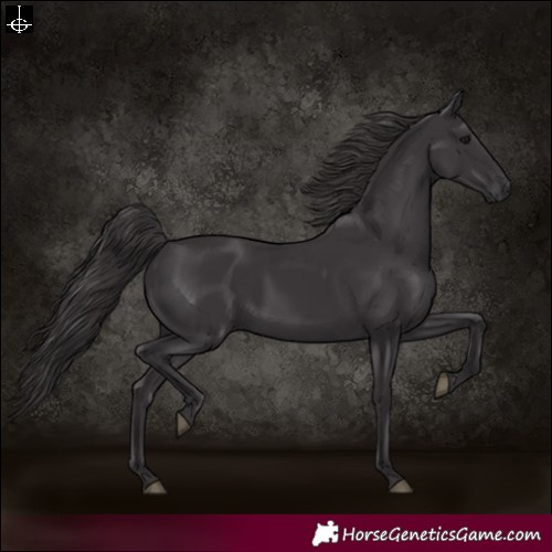 Horse Color:Smoky Black 