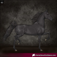 Horse Color:Smoky Black