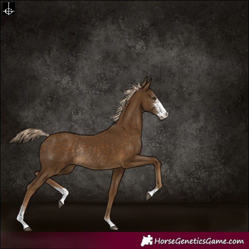 Horse Color:Chocolate Palomino Sabino Rabicano 
