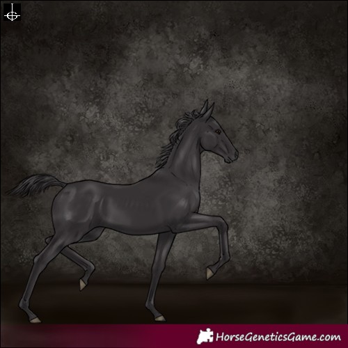 Horse Color:Smoky Black 