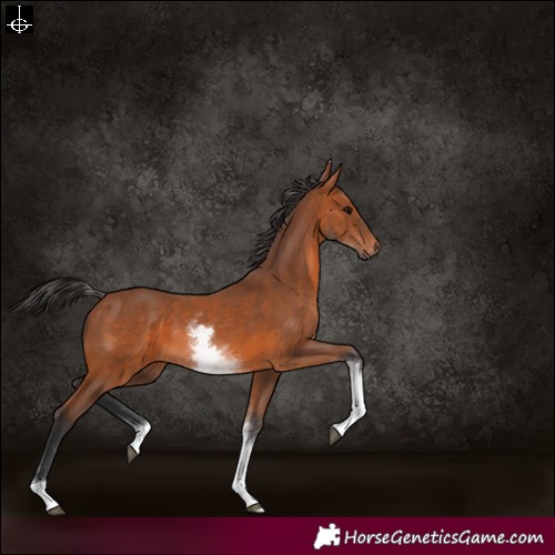 Horse Color:White Spotted Bay 