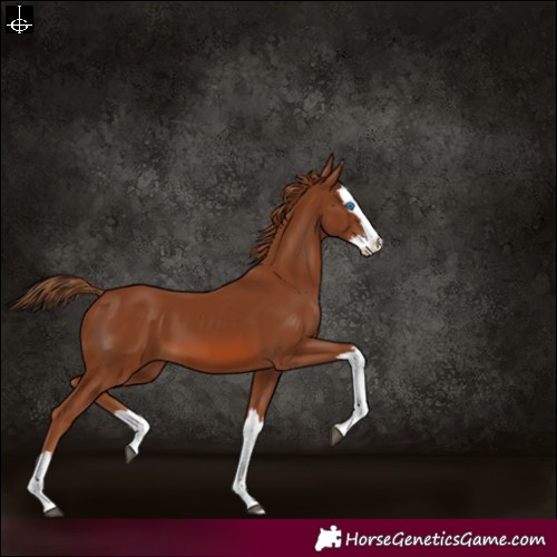 Horse Color:Chestnut Splash 