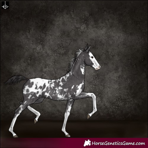 Horse Color:White Spotted Smoky Black Sabino Splash Appaloosa Rabicano 