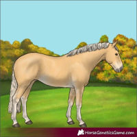 Horse Color:Palomino 