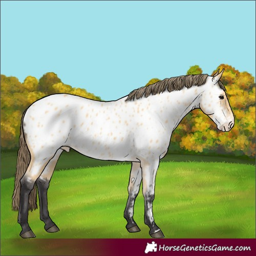 Horse Color:Buckskin Near Leopard 