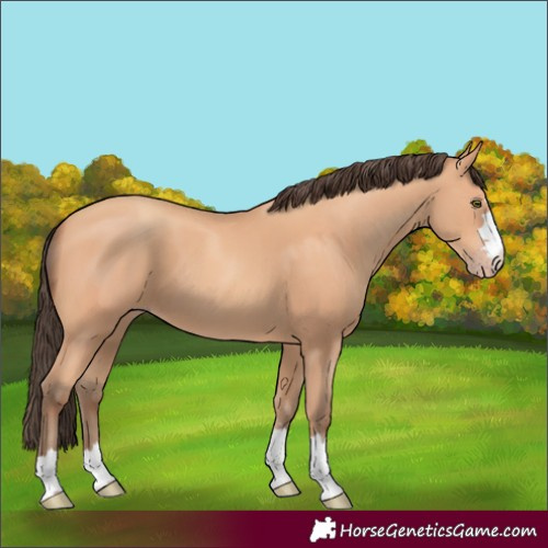 Horse Color:Amber Champagne 