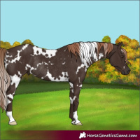 Horse Color:White Spotted Liver Chestnut Rabicano 