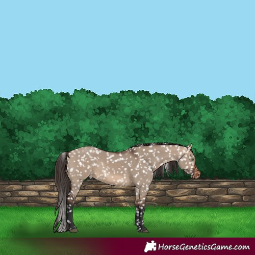 Horse Color:White Spotted Bay Dun Appaloosa 