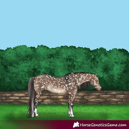 Horse Color:White Spotted Bay Dun Appaloosa 