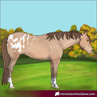Horse Color:Amber Champagne Appaloosa 