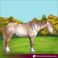 Horse Color:Gray Gold Champagne Appaloosa