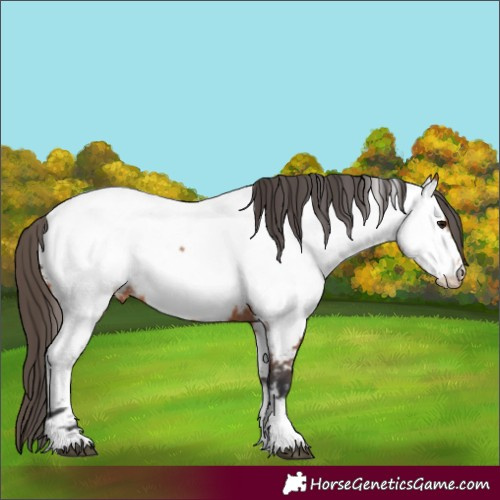 Horse Color:Bay Appaloosa 