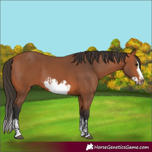 Horse Color:Bay Splash Frame  and Bay Splash Frame 