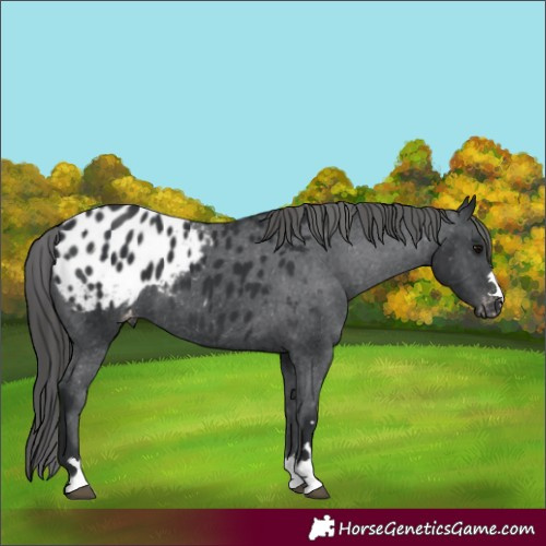 Horse Color:Black Appaloosa 