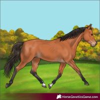 Horse Color:Bay Rabicano 