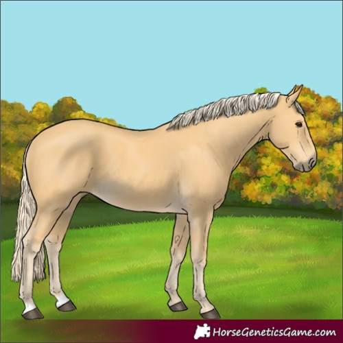 Horse Color:Palomino
