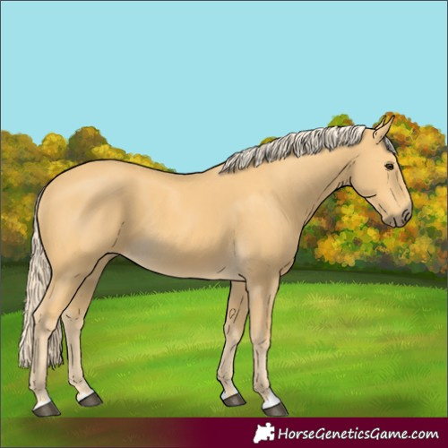 Horse Color:Palomino