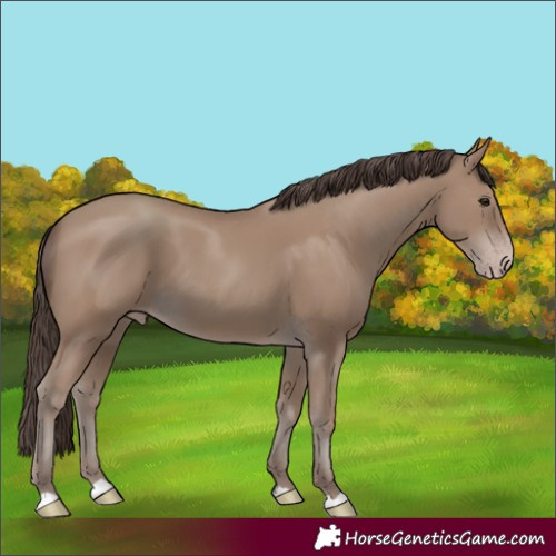 Horse Color:Unknown 