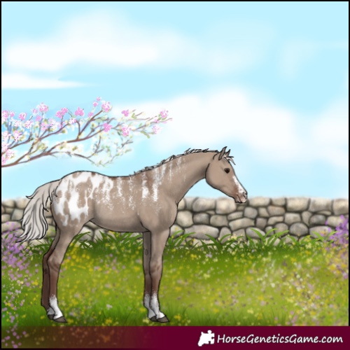 Horse Color:Powder White Silver Grullo Blanket Rabicano 